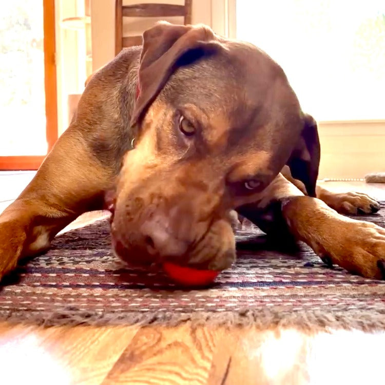 Squeak Ball - Durable Squeaky Dog Toy, Floats, Chew Toy | USA Made