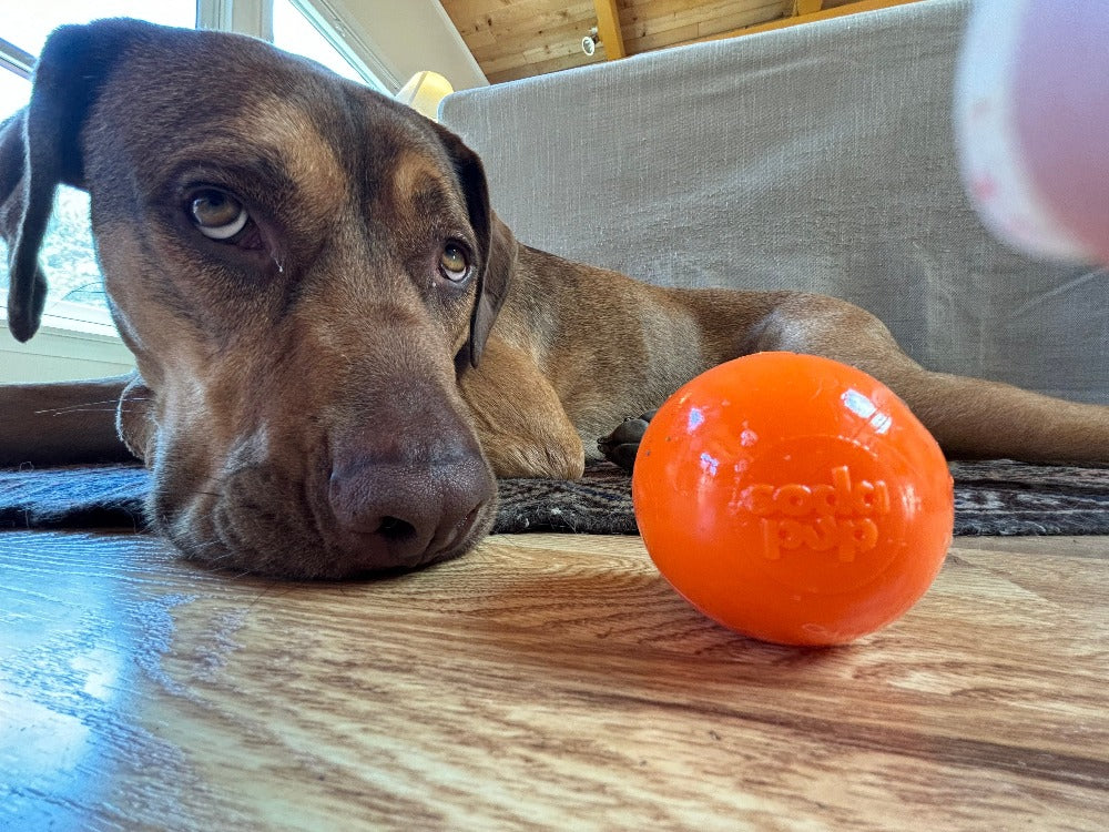 Squeak Ball - Durable Squeaky Dog Toy, Floats, Chew Toy | USA Made